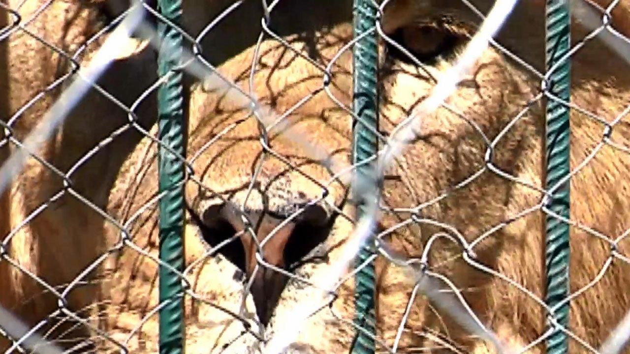 Як українець приборкав хижих левів та поселив біля себе
Як українець приборкав хижих левів та поселив біля себе