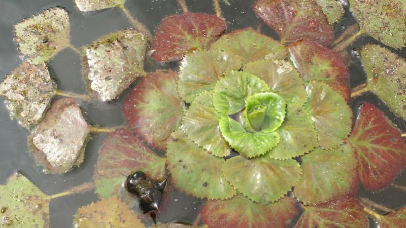 Рослина з Червоної книги масово вбиває рибу в Дніпрі Рослина з Червоної книги масово вбиває рибу в Дніпрі