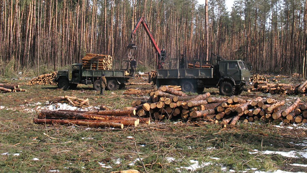 У Держлісагентстві розповіли, як зупинити незаконну вирубку лісів