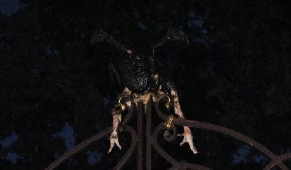 Как Автомайдан к Медведчуку в гости ездил Как Автомайдан к Медведчуку в гости ездил