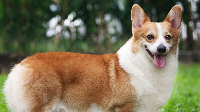 Собак вице-премьера России ввозили в Европу за 40 миллионов рублей 