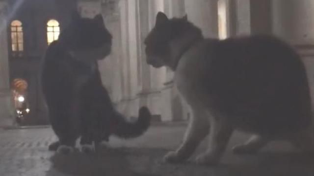 Драка британских премьерских котов наделала шуму в интернете: видео Драка британских премьерских котов наделала шуму в интернете: видео