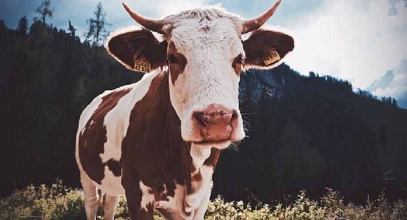 В Австралії випробували робота-пастуха В Австралії випробували робота-пастуха