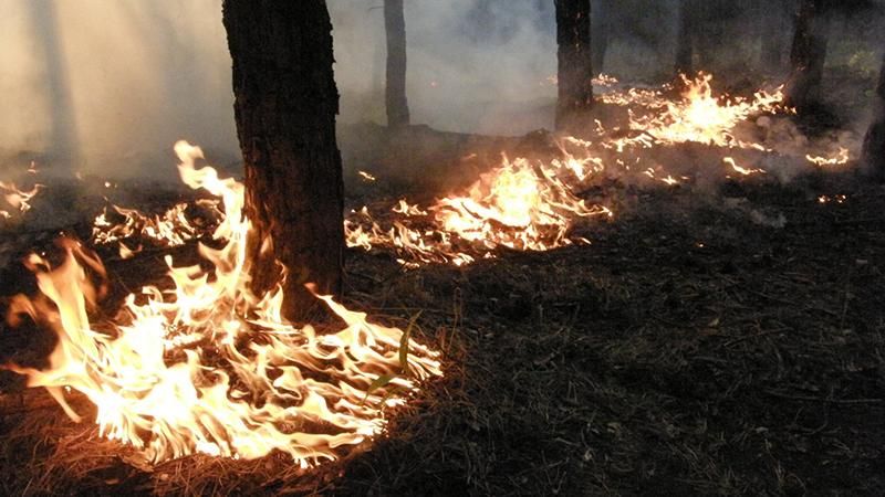 Людям строго запретили ходить в лес на Днепропетровщине из-за жары