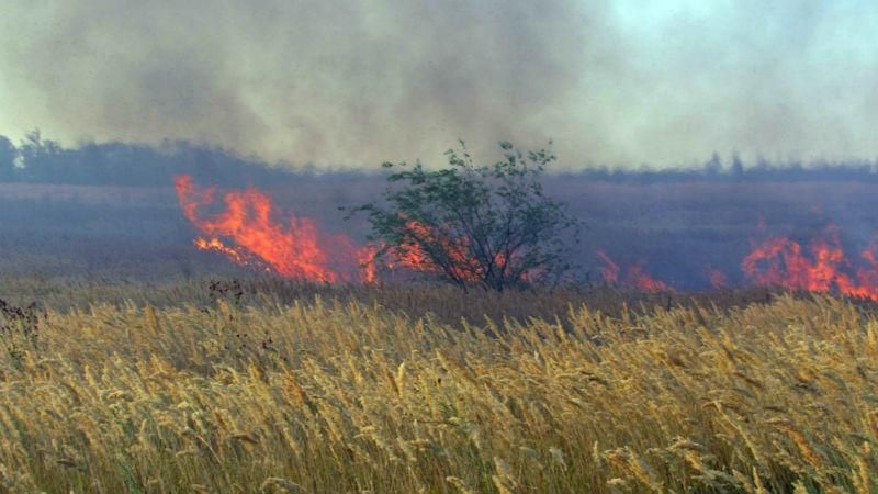 На Луганщині палає ліс: вогонь вже знищив декілька житлових будинків