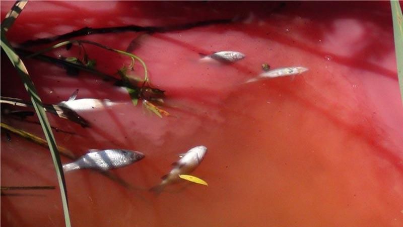 Багряна ріка з мертвою рибою: відео катастрофи під Києвом Багряна ріка з мертвою рибою: відео катастрофи під Києвом