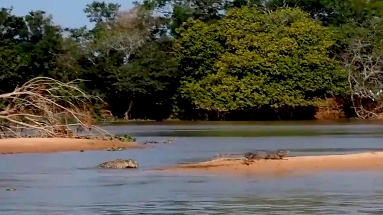 Впечатляющее видео: ягуар раздирает крокодила
Впечатляющее видео: ягуар раздирает крокодила