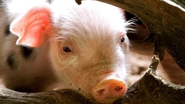 Африканська чума добралась до Сумщини Африканська чума добралась до Сумщини