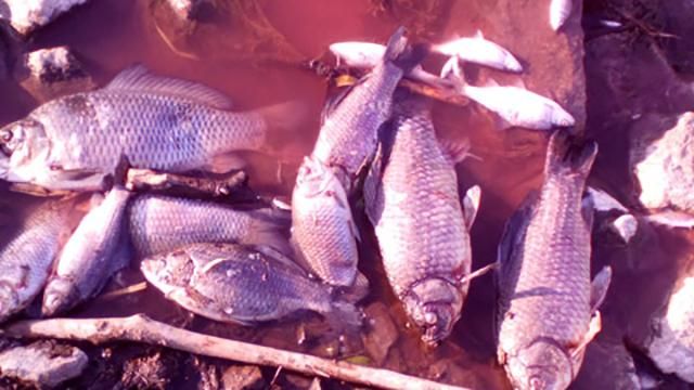 Екологічне лихо: стало відомо, хто отруїв річку під Києвом Екологічне лихо: стало відомо, хто отруїв річку під Києвом