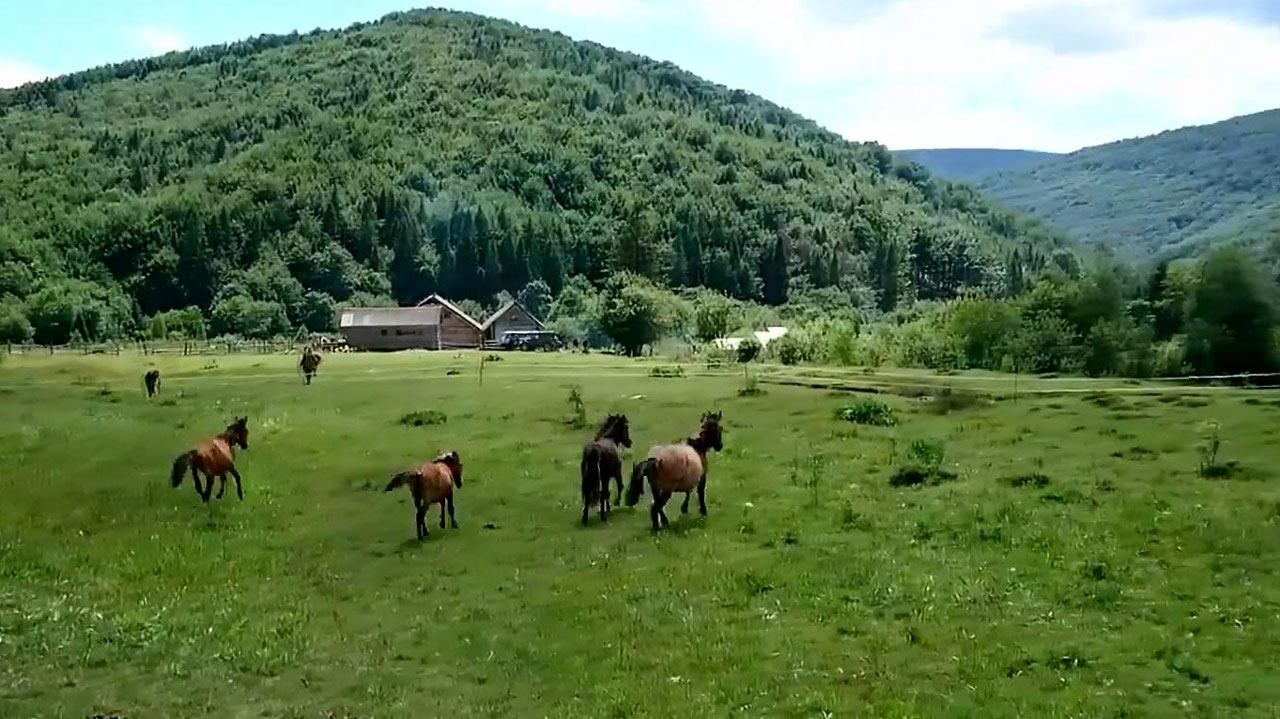 Как легендарная порода гуцульского коня покорила Карпаты Как легендарная порода гуцульского коня покорила Карпаты