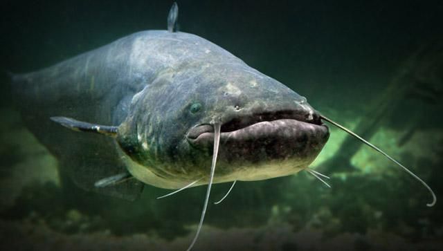 Російським чиновникам ремонтувати міст заважає великий сом Російським чиновникам ремонтувати міст заважає великий сом