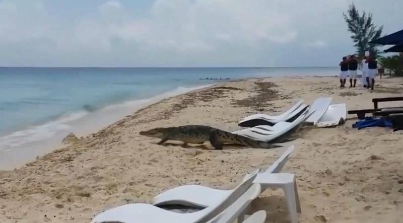 Крокодил нагло выбрался на людный пляж Крокодил нагло выбрался на людный пляж