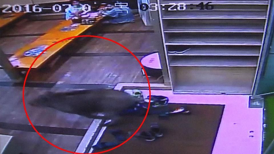 Як дикий кабан хотів пообідати в ресторані Як дикий кабан хотів пообідати в ресторані