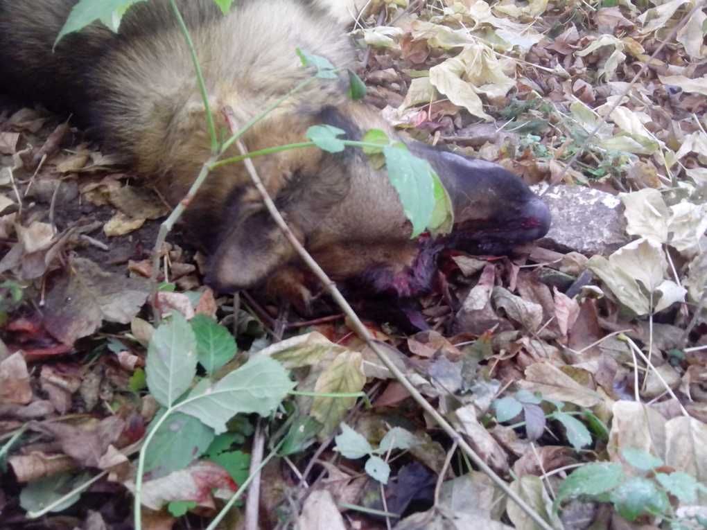 Підліткова жорстокість: діти зняли спалювання живих цуценят на відео Підліткова жорстокість: діти зняли спалювання живих цуценят на відео