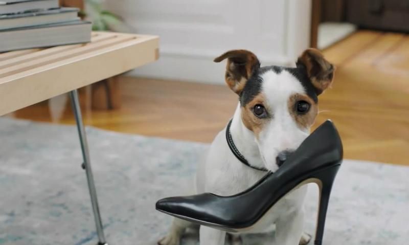 Украинцы создали полезный гаджет для владельцев домашних животных Украинцы создали полезный гаджет для владельцев домашних животных