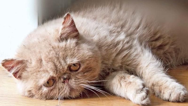 За издевательства над кошкой украинца могут бросить в тюрьму За издевательства над кошкой украинца могут бросить в тюрьму