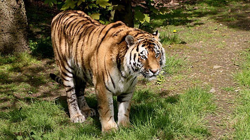Сибирские тигры загрызли до смерти женщину в Китае