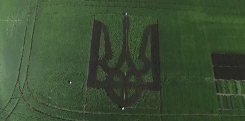 Ученые вырастили герб Украины из риса