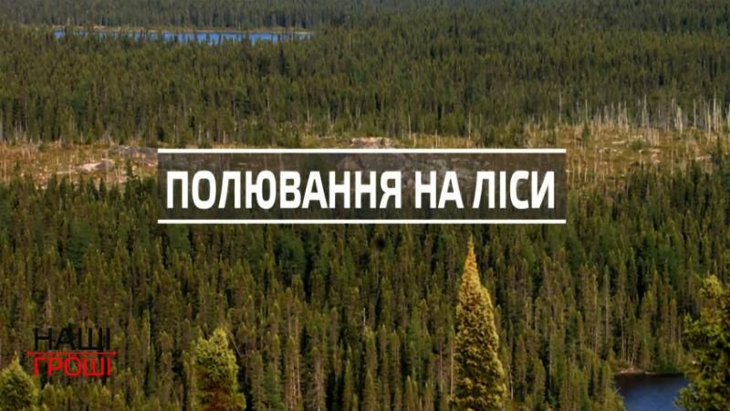 Как украинские чиновники нагло приватизируют огромные массивы лесов