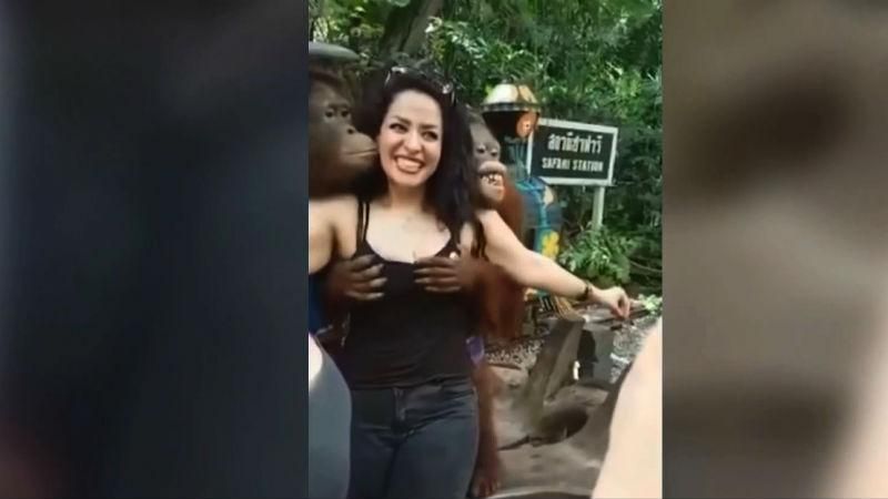 Что общего между мужчинами и орангутангами: остроумное видео Что общего между мужчинами и орангутангами: остроумное видео