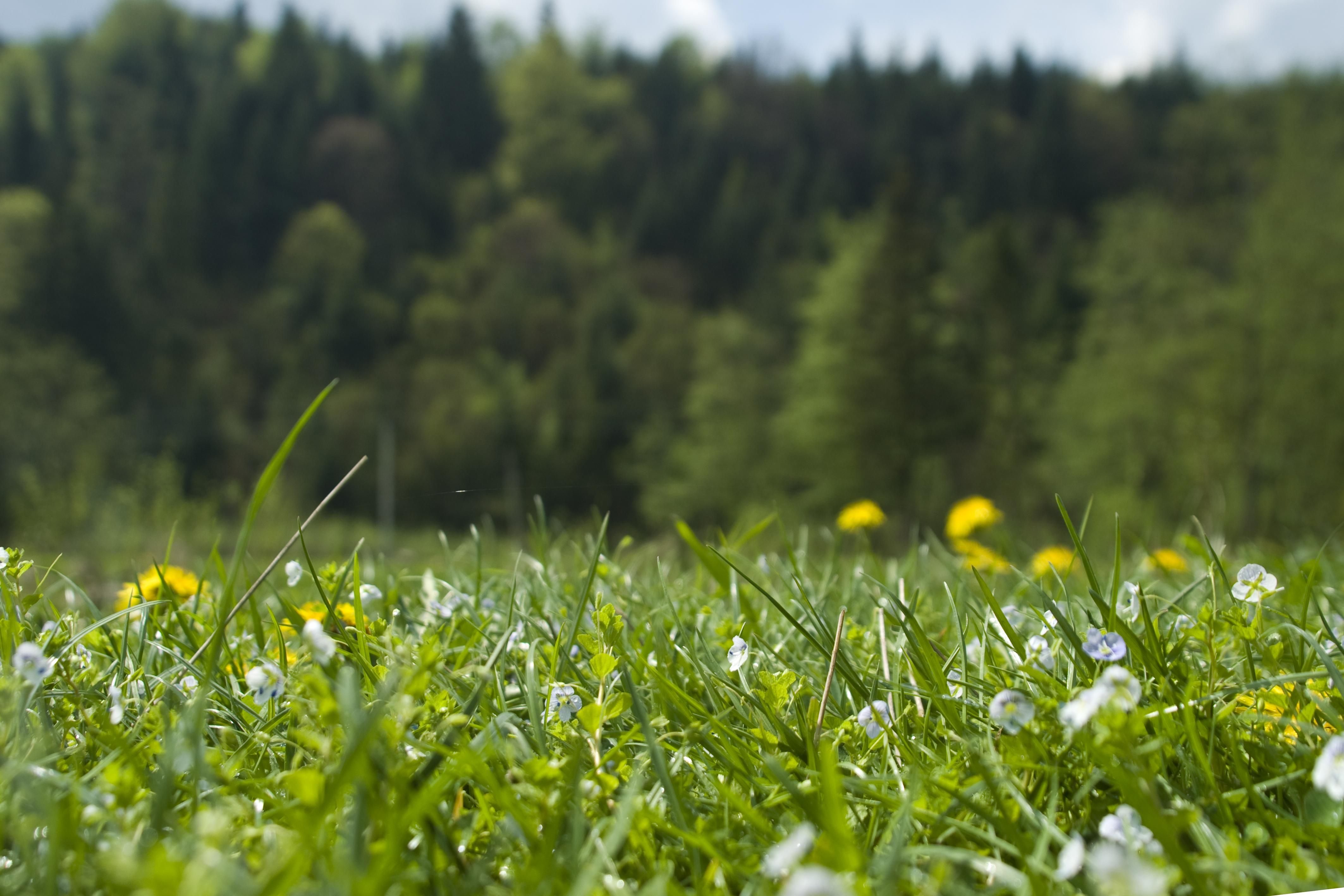 Заказник под Киевом по частям приватизируют родственники чиновников Заказник под Киевом по частям приватизируют родственники чиновников