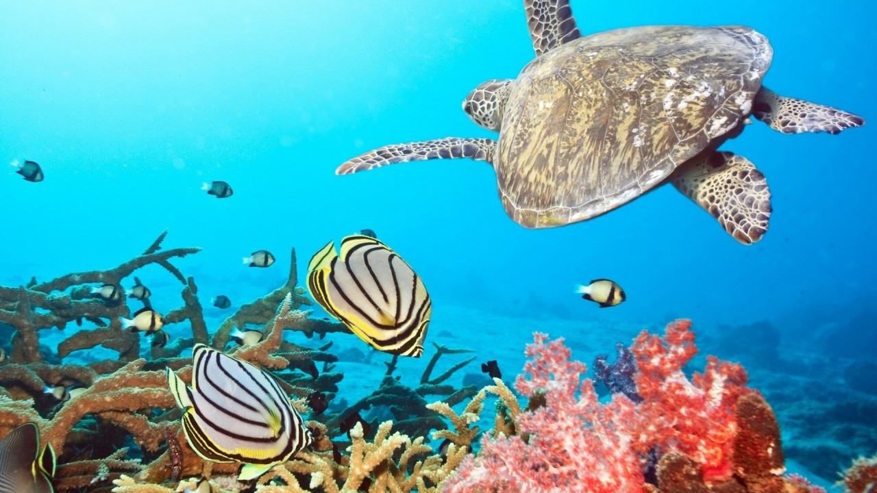 Чим приваблює туристів Червоне море Чим приваблює туристів Червоне море