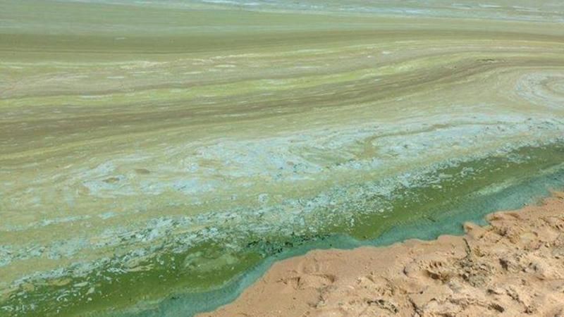Киевское море покрылось мерзкой плесенью: появились фото Киевское море покрылось мерзкой плесенью: появились фото
