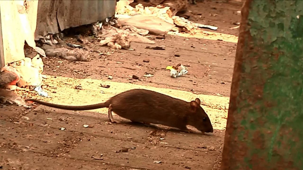 Агрессивные крысы захватили микрорайон в Ивано-Франковске
