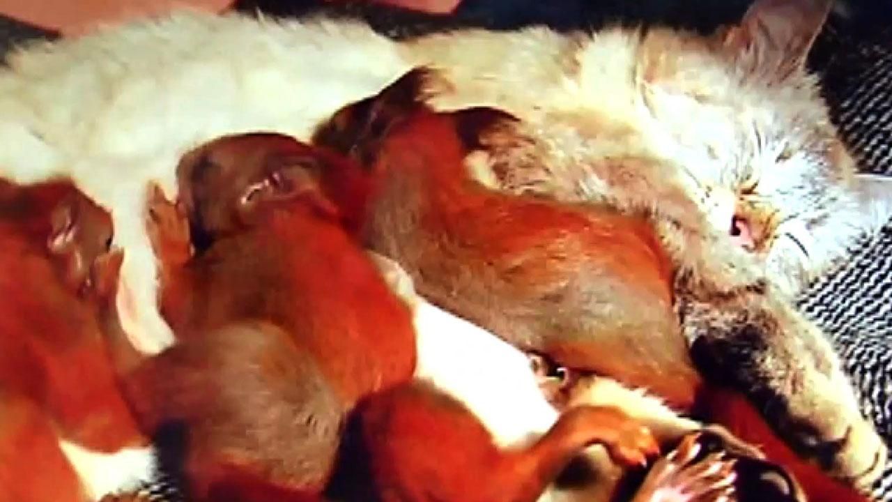 Як дбайлива кішка-матуся врятувала маленьких білочок
Як дбайлива кішка-матуся врятувала маленьких білочок