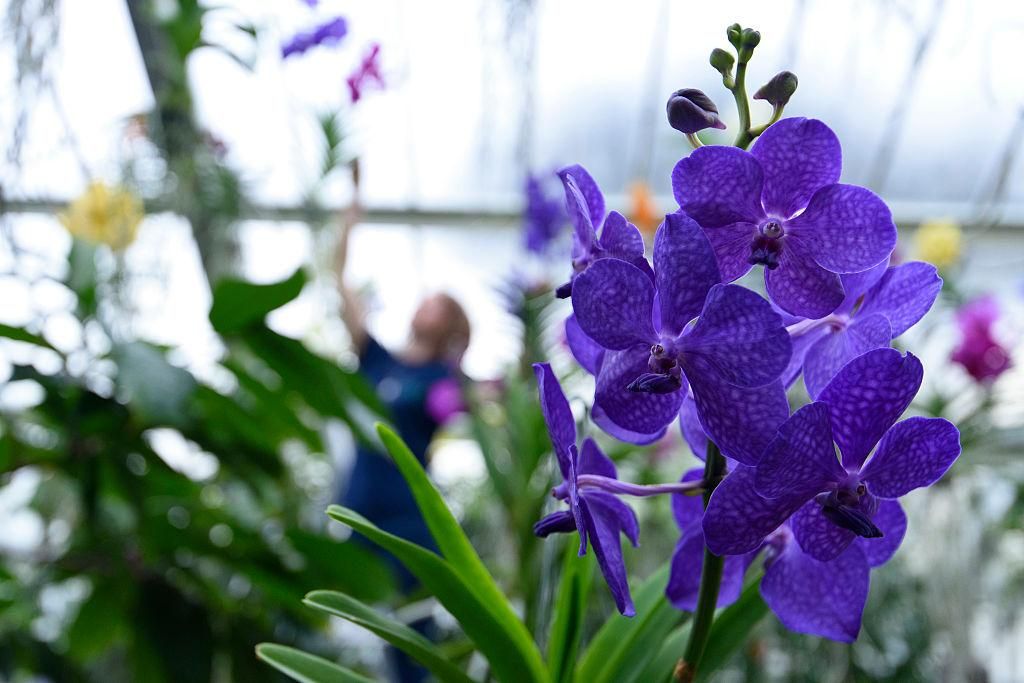 Як виглядає найбільша ботанічна виставка Як виглядає найбільша ботанічна виставка