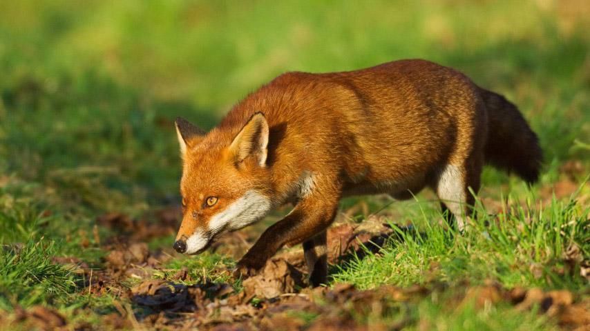 Львівські парки заполонили дикі хижаки Львівські парки заполонили дикі хижаки