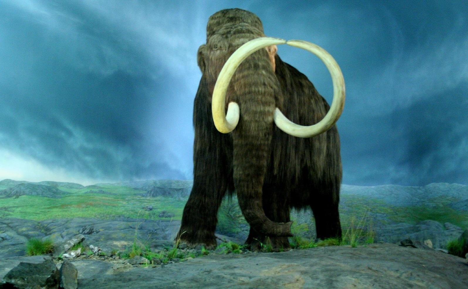 Вчені з’ясували, чому вимерли мамонти Вчені з’ясували, чому вимерли мамонти