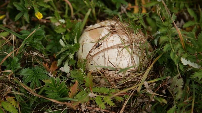 Дідусь нагодував онука отруйними грибами: обоє загинули Дідусь нагодував онука отруйними грибами: обоє загинули