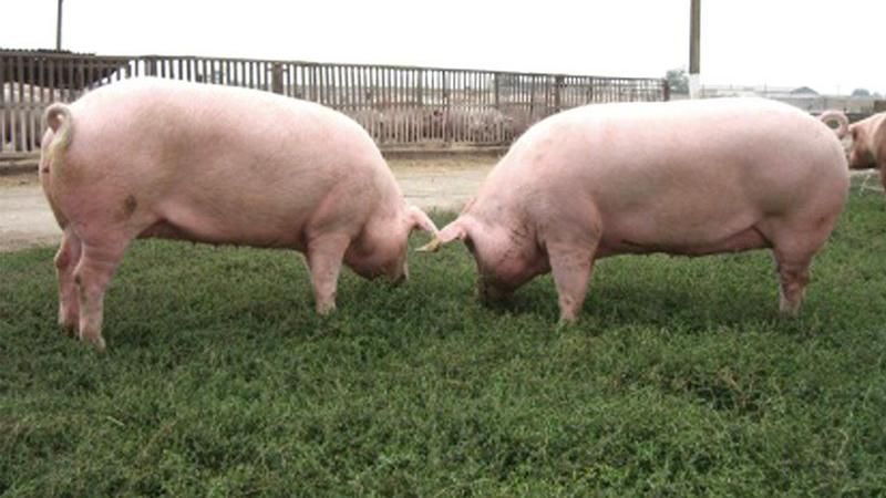 В Україні зафіксували спалахи небезпечного вірусу В Україні зафіксували спалахи небезпечного вірусу