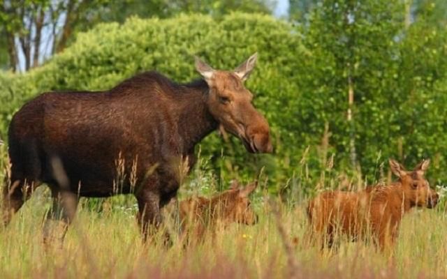 Що буде з Чорнобилем, якщо там не створити заповідник
