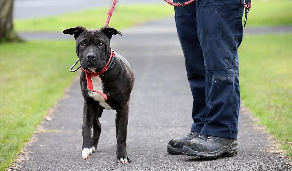 Як юрба людей врятувала собаку Як юрба людей врятувала собаку