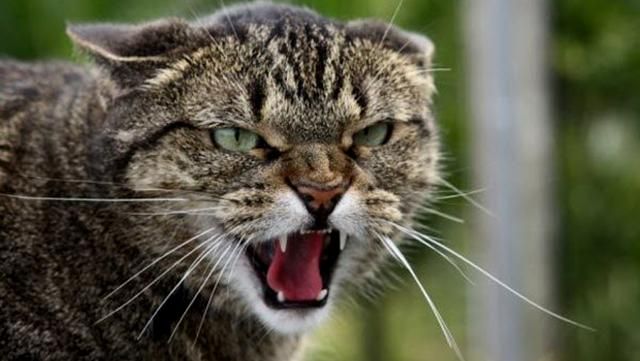 В окупованому Севастополі оголосили карантин через сказ В окупованому Севастополі оголосили карантин через сказ