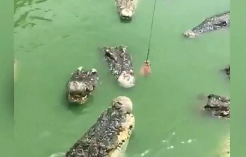 Экстремальное кормления аллигаторов в Таиланде Экстремальное кормления аллигаторов в Таиланде