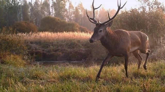 Эксперт прокомментировал идею создания Чернобыльского биосферного заповедника Эксперт прокомментировал идею создания Чернобыльского биосферного заповедника