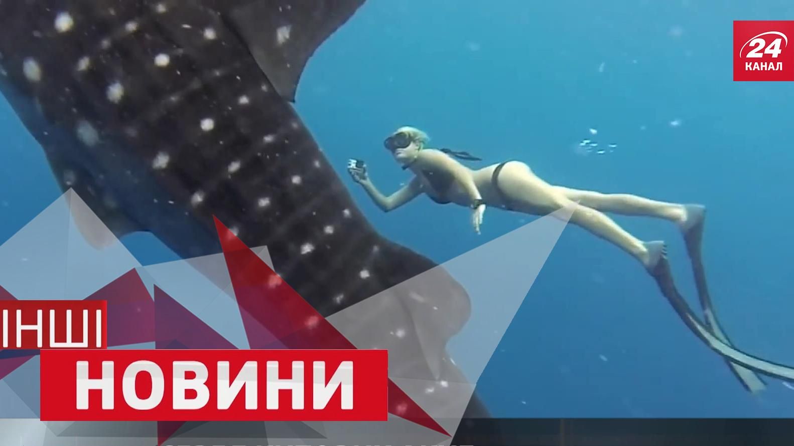 ІНШІ новини. Як не слід їсти "швидку" кукурудзу. Плавання з китовими акулами ІНШІ новини. Як не слід їсти "швидку" кукурудзу. Плавання з китовими акулами