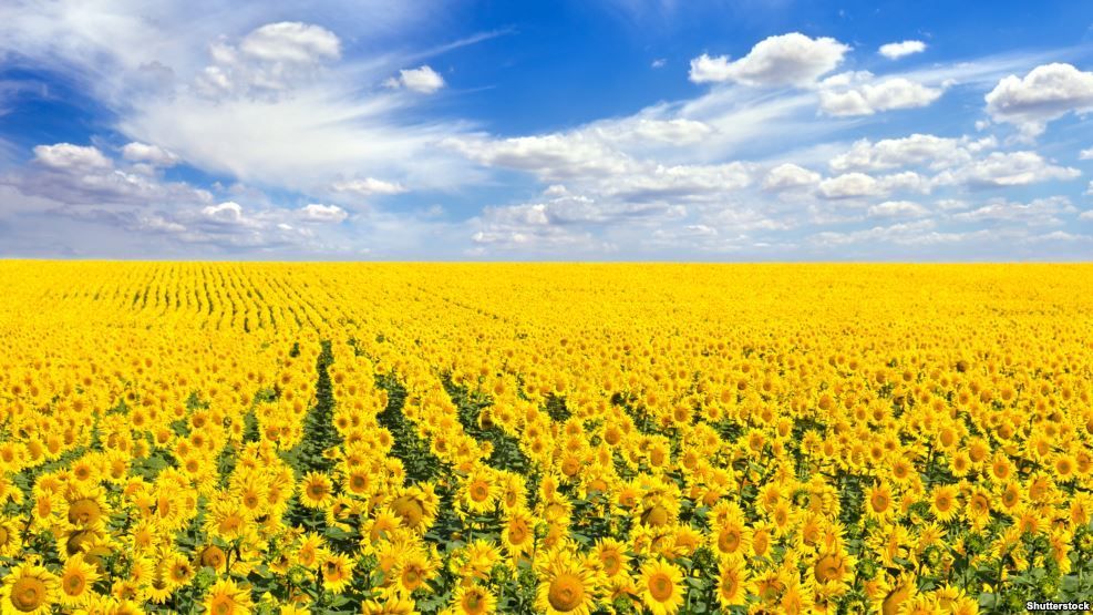 Виявлений урожай на 5 тисячах гектарів виявився нічийним Виявлений урожай на 5 тисячах гектарів виявився нічийним