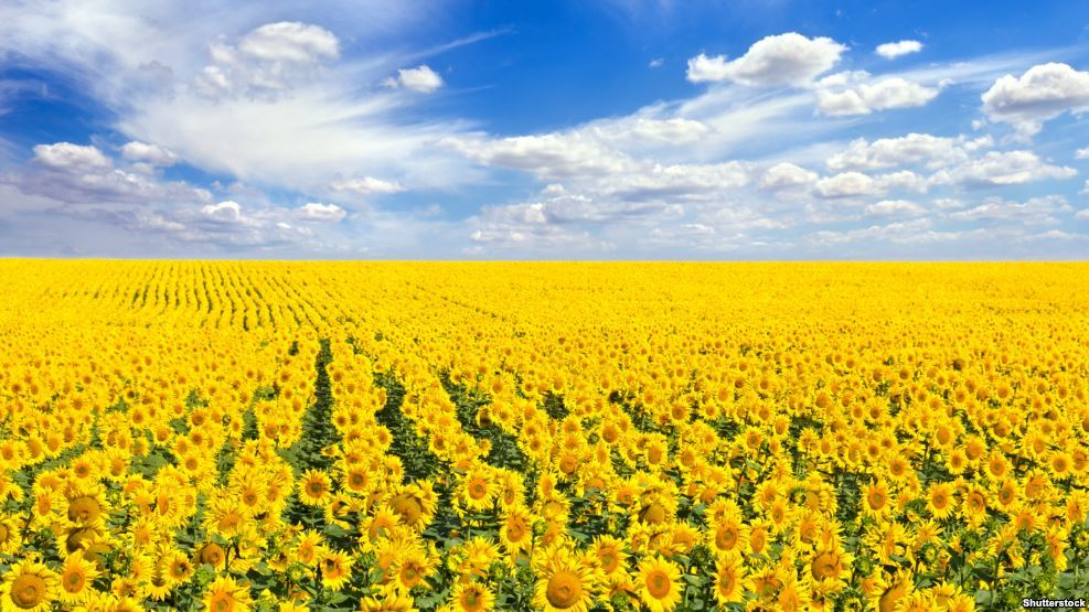 Выявленный урожай на 5 тысячах гектаров оказался ничейным