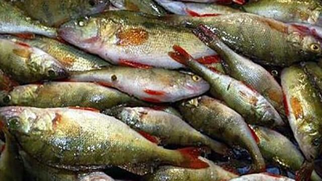 Екологічне лихо: риба масово загинула на Житомирщині 