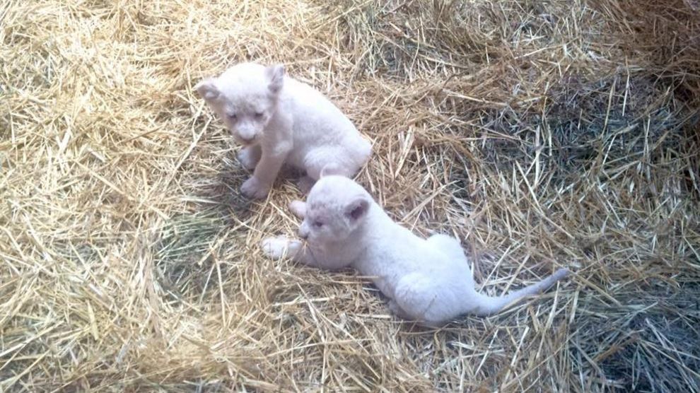 5 редких белых львят родились в украинском зоопарке