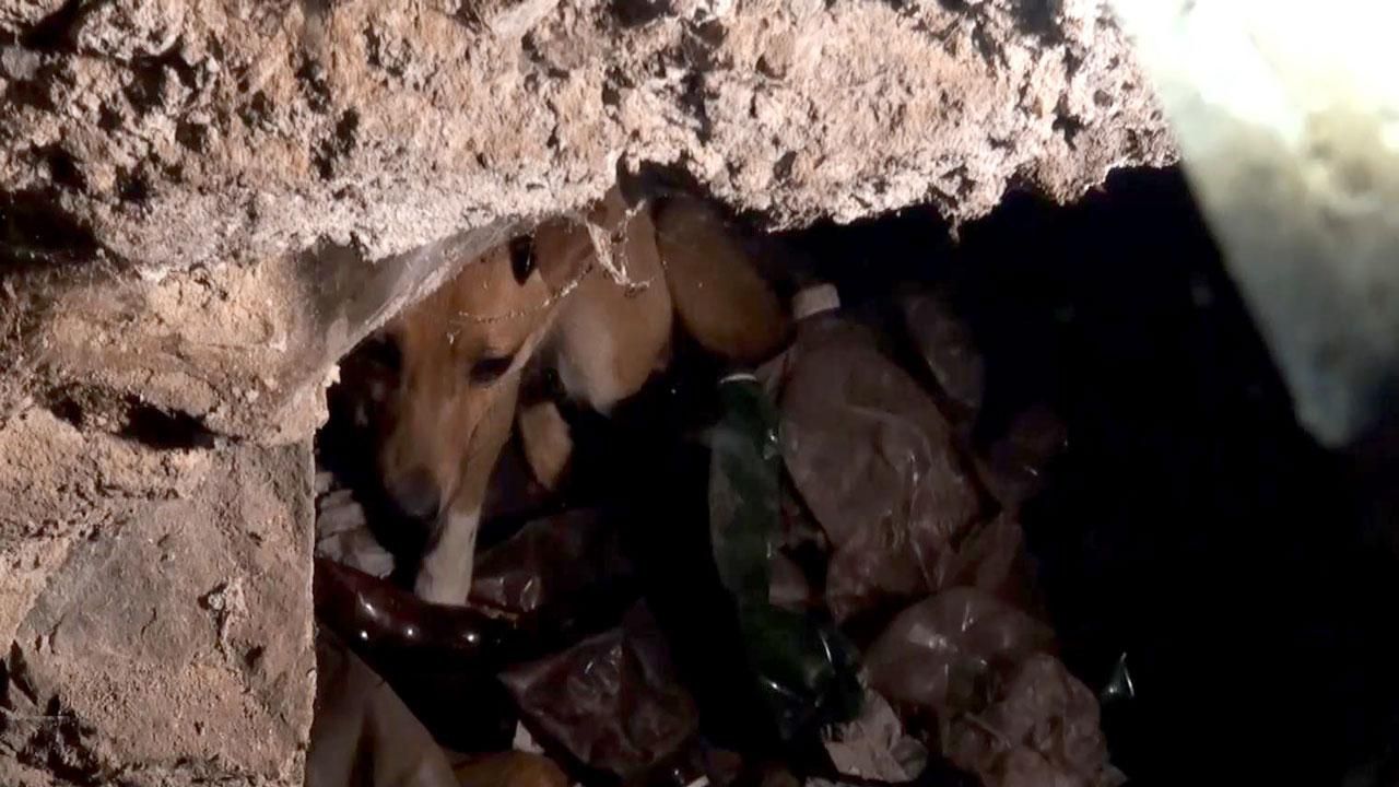 Как зоозащитники спасали пса из смертельной ловушки