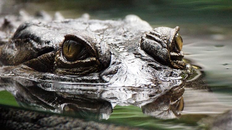 Австралійцю довелось три доби просидіти на острові через крокодила