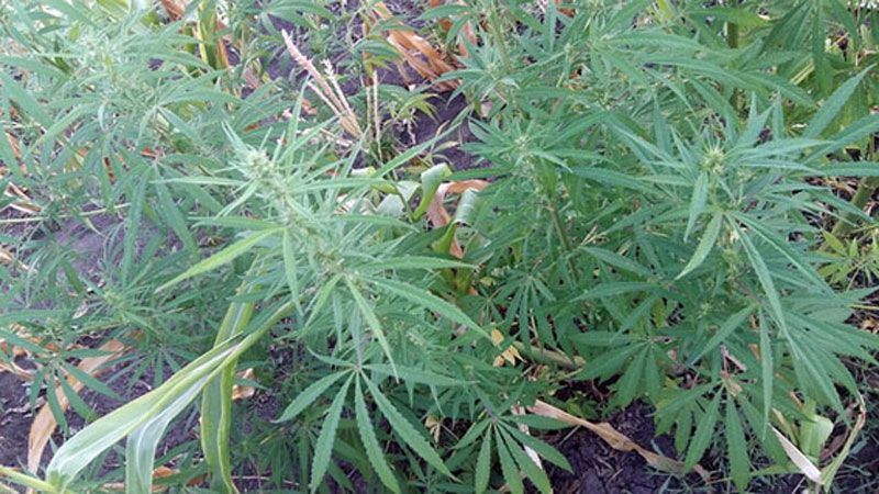 Пенсионер вырастил плантацию конопли стоимостью 1 миллион гривен