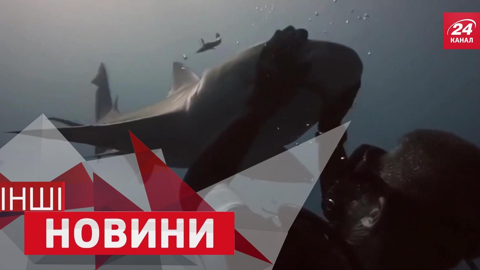 ДРУГИЕ новости. Акула, которая любит гладитися. Электросамокат, который везет сам ДРУГИЕ новости. Акула, которая любит гладитися. Электросамокат, который везет сам