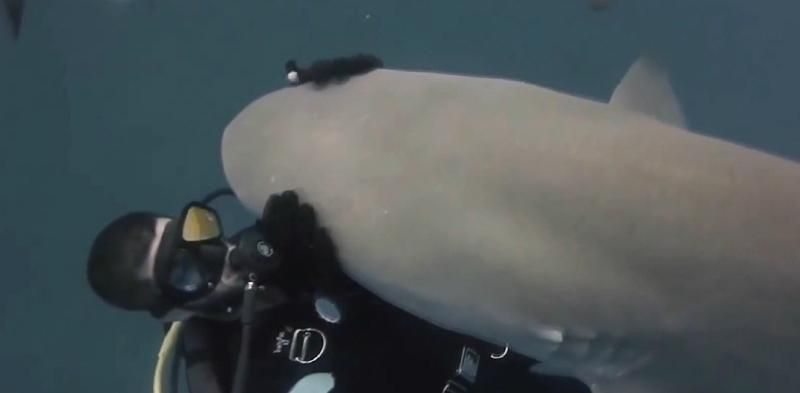 Как погладить настоящую акулу под водой Как погладить настоящую акулу под водой
