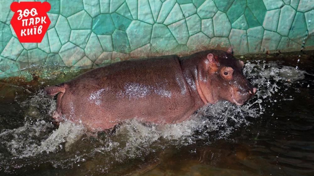 В киевском зоопарке "весомое" пополнение В киевском зоопарке "весомое" пополнение